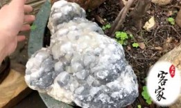 有点料官网,解锁生活新趣味